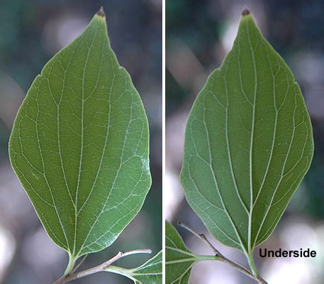 Celtis sinensis | Landscape Plants | Oregon State University