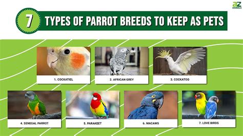 Types Of Pet Birds