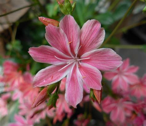 Lewisia - Our Garden | Kingdom: Plantae Division: Magnolioph… | Flickr