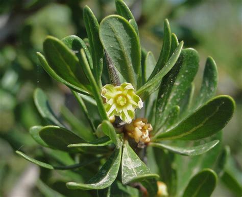 Sideroxylon spinosum - Biodiversité végétale du sud-ouest marocain