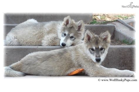 Giant: Wolf Hybrid puppy for sale near Tampa Bay Area, Florida ...