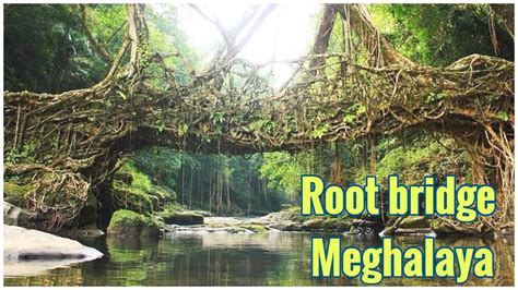 Living Root Bridges of Cherrapunji | Meghalaya Tourism - YouTube