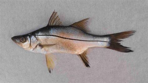 Snook Family Photographs, and Information – Centropomidae | Mexican ...