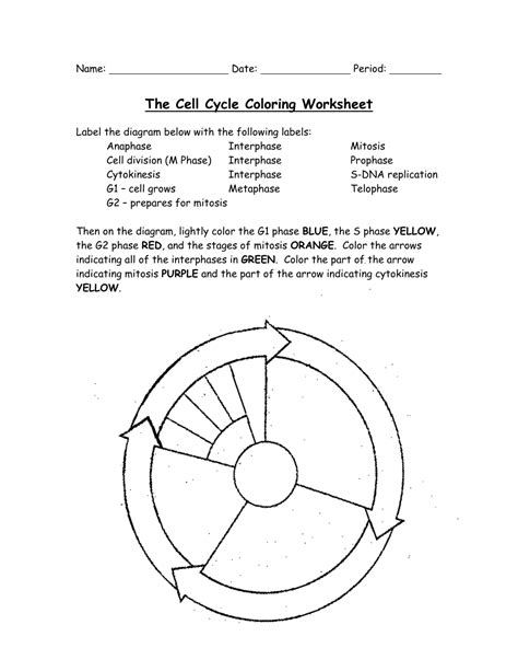 The Cell Cycle Coloring Worksheet - Bio 104 Foundations in Biology II ...