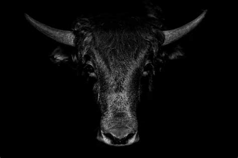 What Is a Taurus' Spirit Animal? | LeadByStars