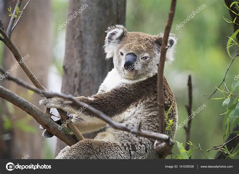 Koala climbing on a tree — Stock Photo © boggy22 #141039336