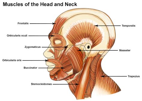 Muscles of the Head and Neck | SEER Training