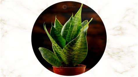 The Best Snake Plant Care Tips + How To Solve Their Issues