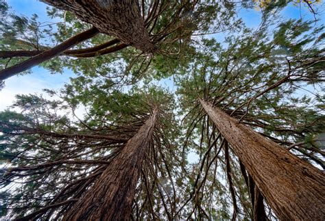 types of cedar trees in oklahoma - Loudly Log-Book Photo Galleries