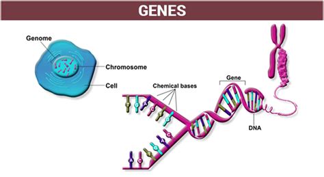 Gene Regulation - An overview of Gene Expression and Regulation