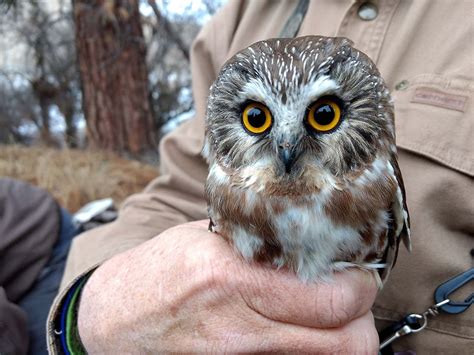 Northern Saw-Whet Owl Research Project I Owl Research Institute