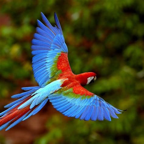 Bird | Rainforest animals, Amazon rainforest animals, Colorful parrots