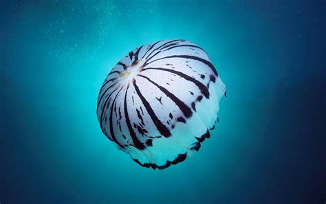 Download Animal Jellyfish HD Wallpaper