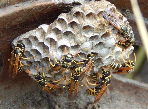 yellow jacket nest | Earth Guard Pest Control