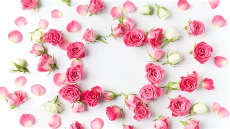 Download wallpaper 1366x768 flowers, petals, pink roses, flowers ...