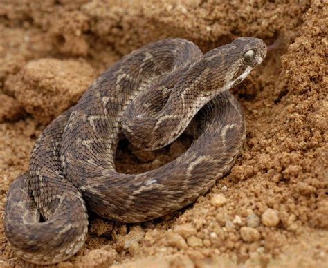 Africa Snakes Bite Danger Non Cobra ~ planetanimalzone