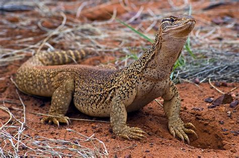 TVL: Animal da semana - Lagarto monitor ou goanna