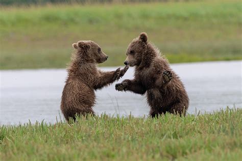 Grizzly Bear Cubs Playing