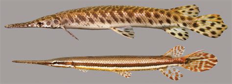 Gars of the Florida Panhandle - UF/IFAS Extension Escambia County