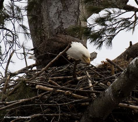 Mom feeding her chicks | Bald eagle, Eagle, American bald eagle