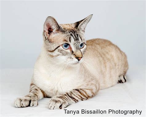 Blue Lynx Point Siamese Cat