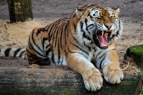 Tiger Fact Sheet | Blog | Nature | PBS