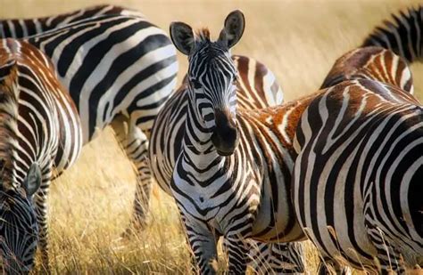 Zebra - Description, Habitat, Image, Diet, and Interesting Facts