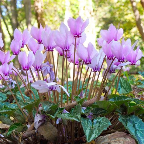 Hardy Pale Pink Cyclamen Bulbs for Sale Online | Hederifolium – Easy To ...