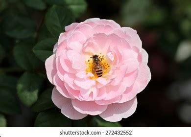 30,423 Bee Rose Images, Stock Photos & Vectors | Shutterstock