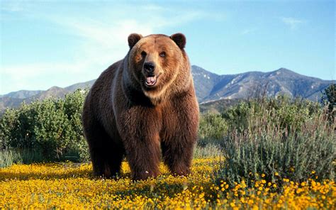 Amazing Grizzly Bear 1920 x 1200 widescreen Wallpaper