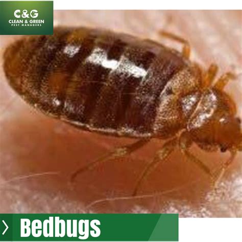 Identifying and Getting Rid of Common Household Pests · Clean & Green ...