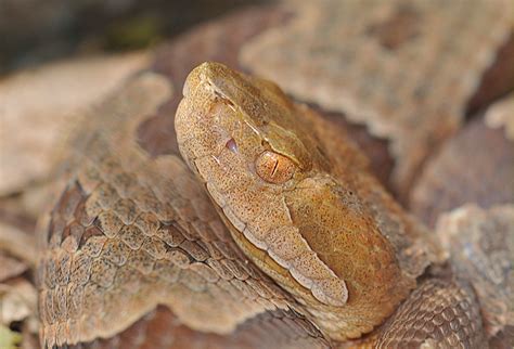 Our Herp Class: Venomous Snakes in Ohio?