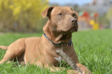 Red Nose Pitbull: Temperament, Traits, Facts, and Price | Perfect Dog ...