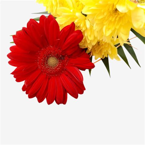 Red Yellow White Transparent, Red And Yellow Flowers, Red Flower ...