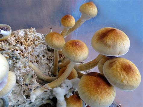 How does psilocybin rewire the brain?