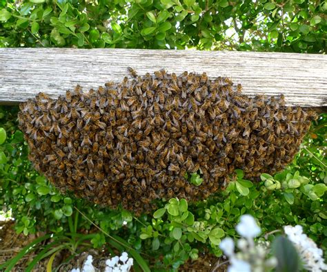 Collecting a Bee Swarm : 6 Steps (with Pictures) - Instructables