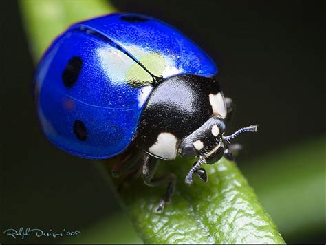 Blue Beetle Face