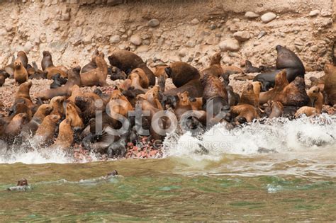 Sea Lions Gathered During Breeding Season Stock Photo | Royalty-Free ...