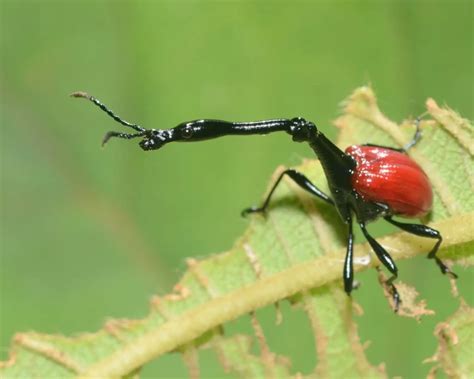 Giraffe weevil - Facts, Diet, Habitat & Pictures on Animalia.bio