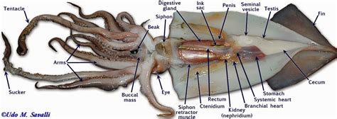 Squid Dissection Labeled Beak