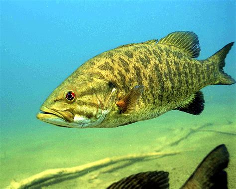 1280px-Detailed_underwater_photo_of_smallmouth_bass_fish_micropterus ...