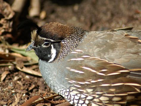 The Online Zoo - California Quail