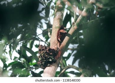 785 Birds Eat Ants Images, Stock Photos & Vectors | Shutterstock