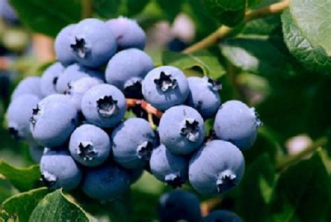 Northern Highbush Blueberry Seeds - Vegetable Seeds Canada