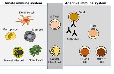 Immune System - Mind Map