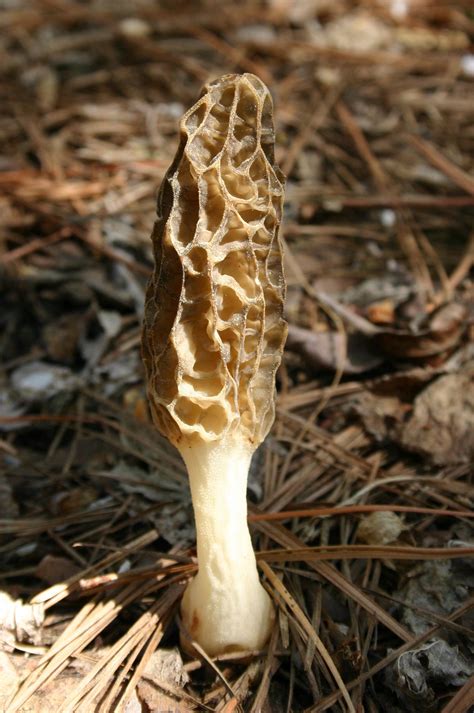 Mushrooms, Lichens, Fungi – Identification | Walter Reeves: The Georgia ...