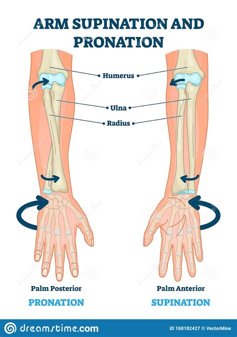 Pin on Anatomy