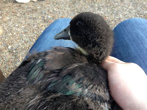 Black Swedish duck feather color? | BackYard Chickens - Learn How to ...