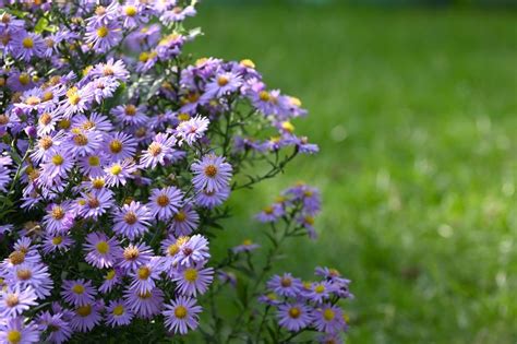 Asters Varieties And Hybrids - Pick Your Favorites