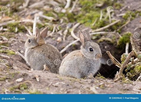 Wild European rabbits stock photo. Image of details, close - 32839642